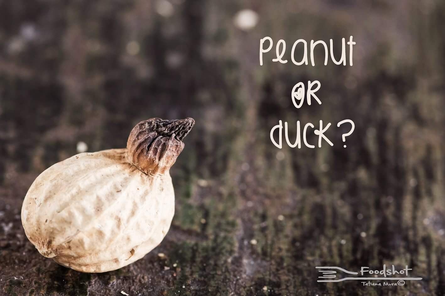 peanut, duck, creativity